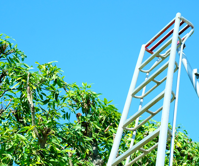 伐採・伐根作業